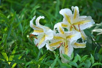 莉莉