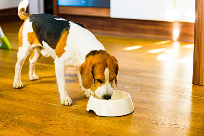 小猎犬在明亮的室内吃着碗里的食物。