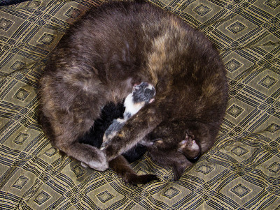 灰猫正在给刚出生的小猫喂奶