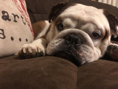 累了斗牛犬