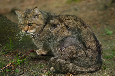 欧洲野猫(欧洲野猫)。