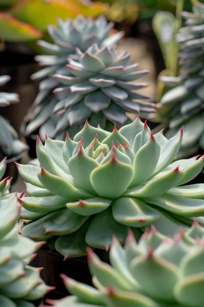 的细节echeveria