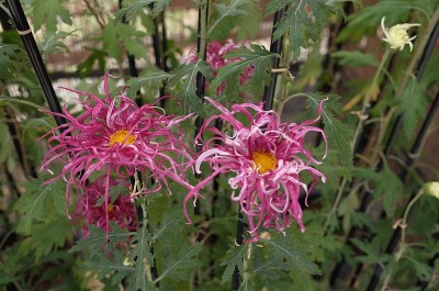 菊花-“伊势菊”淡紫色和黄色