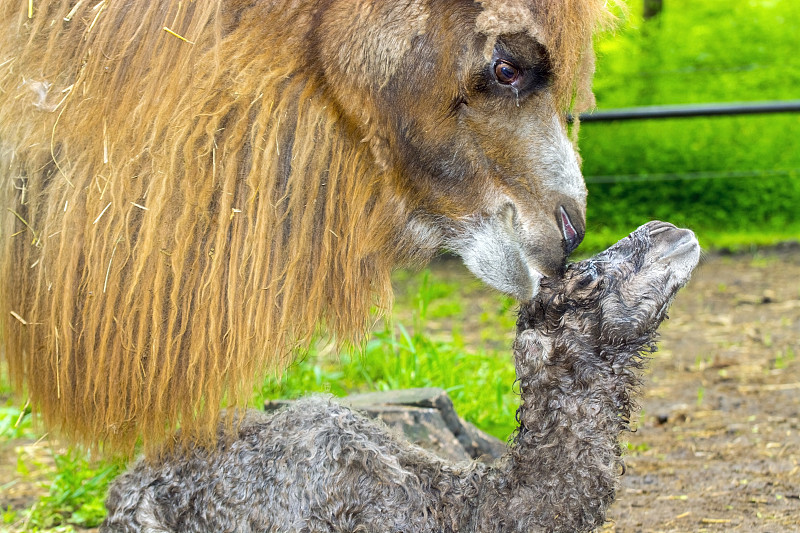 新生双峰驼(Camelus bactrianus)