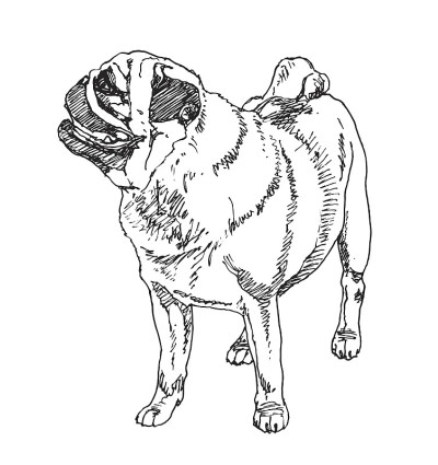 哈巴狗荷兰獒犬。向量
