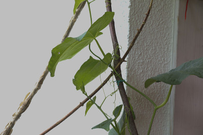 佛手瓜:水果蔬菜