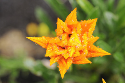 花和水滴