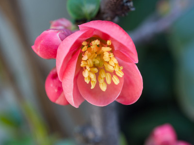 春花系列，红花在枝头开花