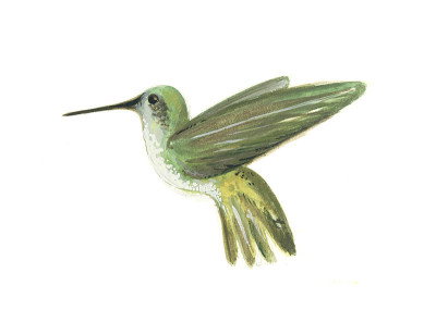 画蜂鸟