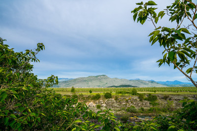 黑山，波德戈里察地区的绿色自然农业葡萄园景观