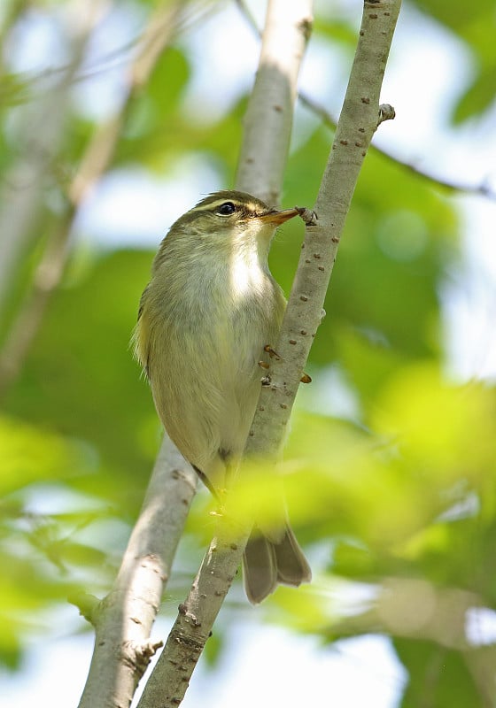 堪察加林莺(Phylloscopus examinandus)