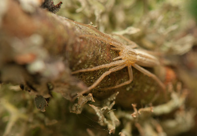 Tibellus oblongus
