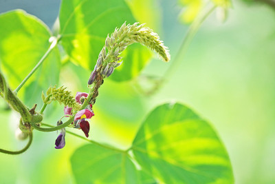 Pueraria lobata
