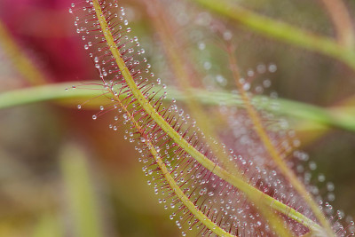 Drosera Capensis特写视图。