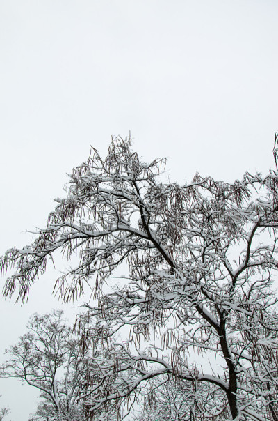 冬天公园里的雪茄树