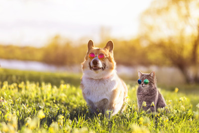 一对柯基犬和条纹猫戴着太阳镜坐在夏日阳光明媚的草地上