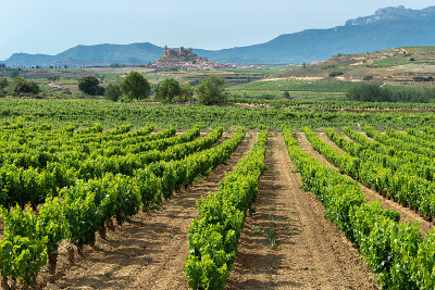 西班牙里奥哈的圣维森特·德拉·桑塞拉(San Vicente de la Sonsierra)夏日葡