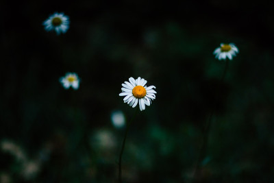 雏菊