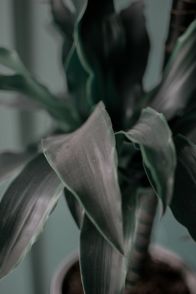 植物生长的绿叶——室内植物的叶子。