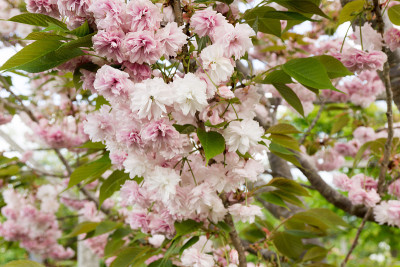 double-flowered樱花