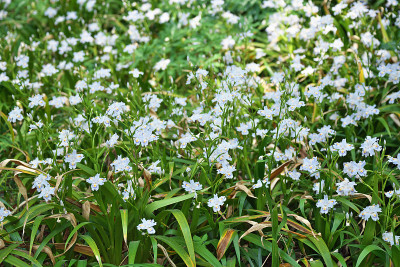 蝴蝶花
