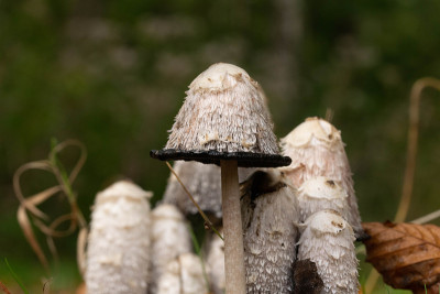 一群有鳞的墨水蘑菇，Coprinus Comatus，在秋天的森林里