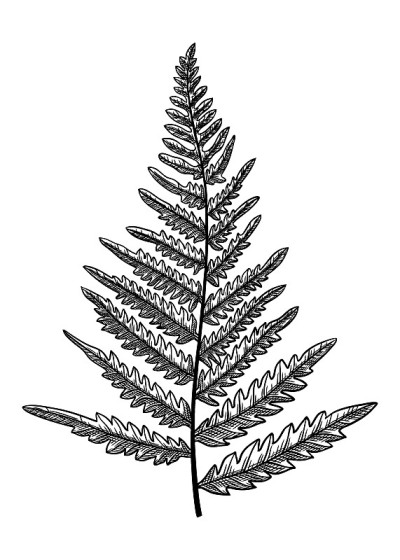 向量蕨类植物示意图