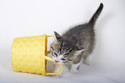 小猫