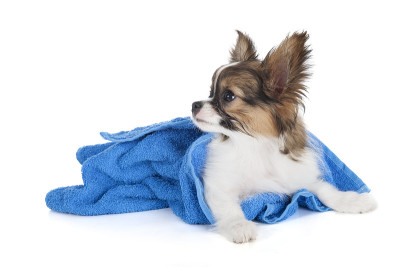 浴巾里的蝴蝶犬小狗