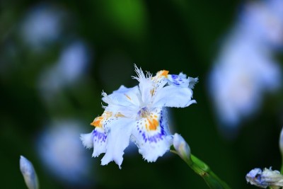 蝴蝶花