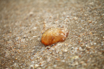 水母