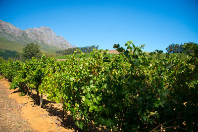stellenbosch葡萄园的葡萄藤