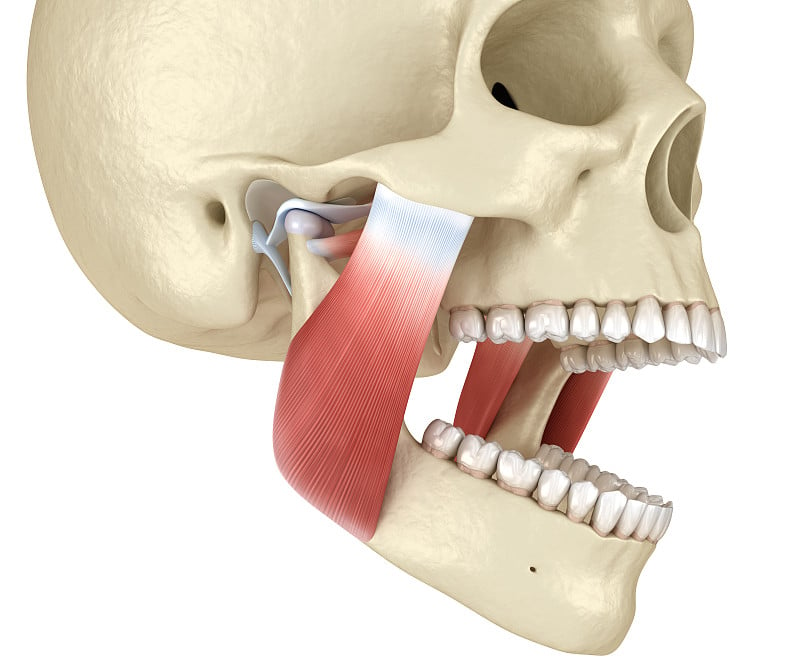 TMJ:颞下颌关节和肌肉。医学上精确的3D插图。