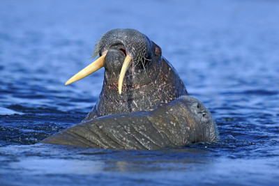 海象，Odobenus rosmarus，大型鳍状海洋哺乳动物，生活在挪威斯瓦尔巴特群岛的蓝色水域