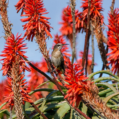 Sugarbird角