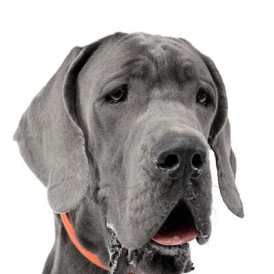 可爱的大丹犬的肖像