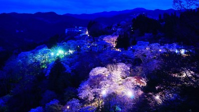 日本奈良吉野山的樱花
