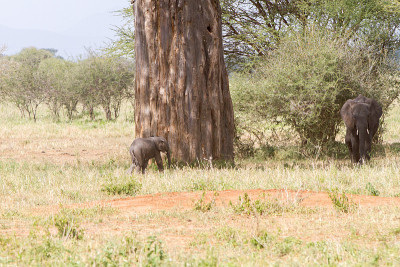 坦桑尼亚Tarangire国家公园的非洲象属Loxodonta