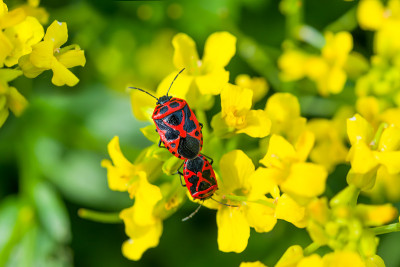 Bug-soldiers (Pyrrhocoris apterus)。甲虫士兵在绿叶和花朵间交配