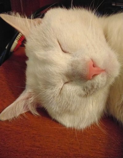 阉割一只猫