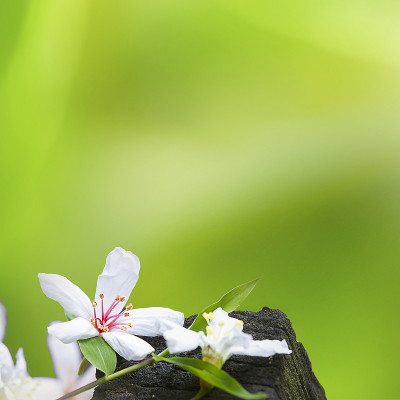 桐花落