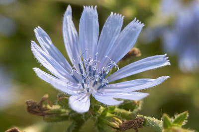 Cichorium Intybus