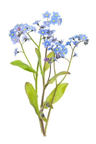 勿忘我花在白色