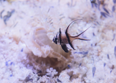骄傲的鲤鱼，Pterapogon kauderni