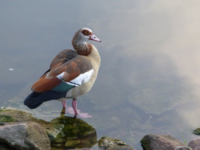 甘斯,Nilgans