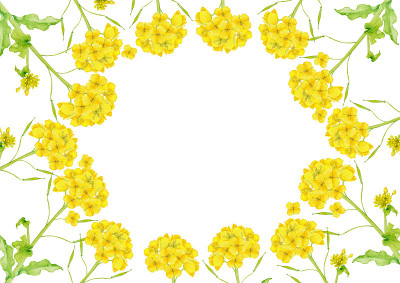 油菜花儿框架