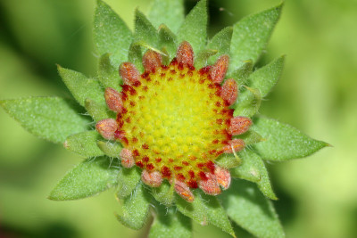 花蕾