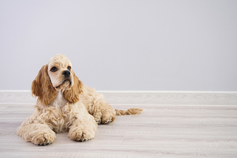 灰色背景上的美国可卡犬幼犬。空间的文本