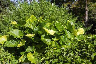 大象耳植物给花园纹理