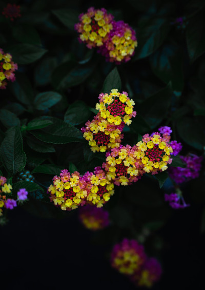 特写的兰塔纳卡马拉花，黑色的忧郁的背景